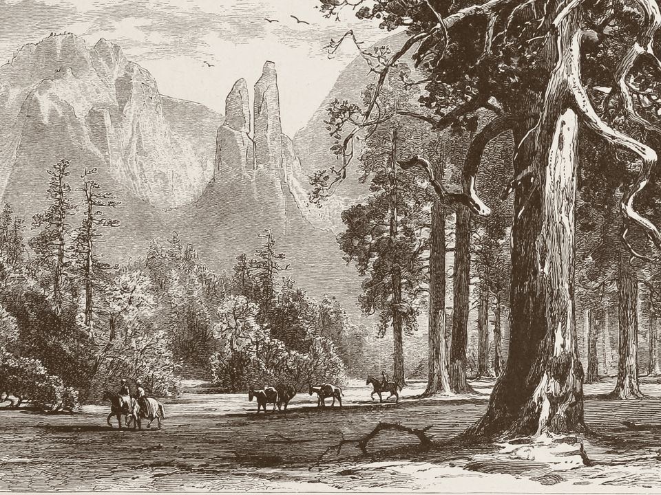 Engraving of Yosemite Valley with the Cathedral Spires and a giant pine